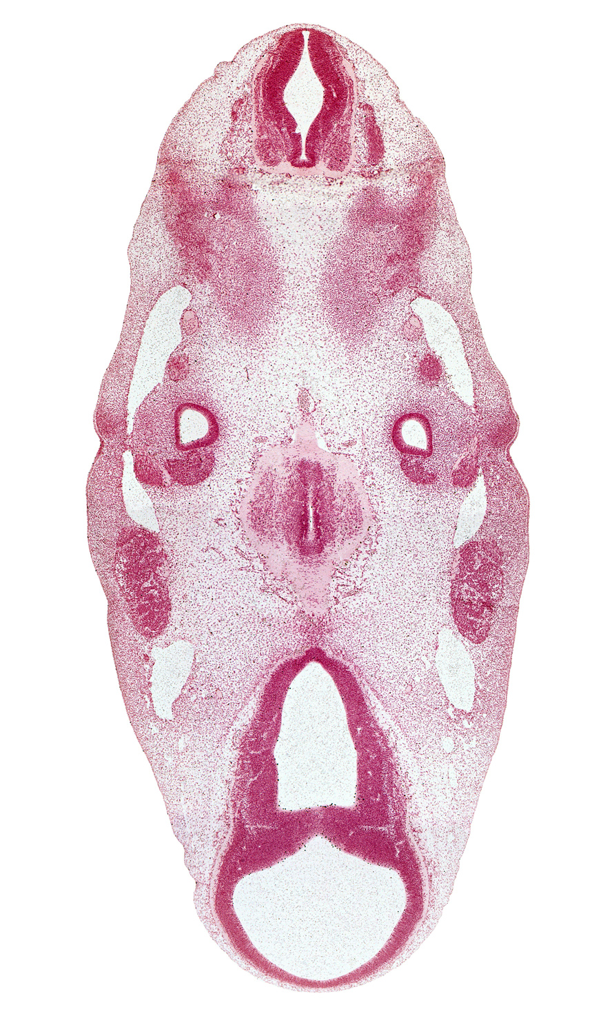 C-1 spinal ganglion, accessory nerve (CN XI), alar plate(s), basal plate, basilar artery, cervical myotome, cochlear part of otic vesicle, diencephalon, floor plate, junction of mesencoel and third ventricle, mesencephalon, mesencoel (cerebral aqueduct), neurohypophyseal bud, primary head vein, roof plate, root of hypoglossal nerve (CN XII), sulcus limitans, third ventricle, vagus nerve (CN X), ventral part of pons region (metencephalon)