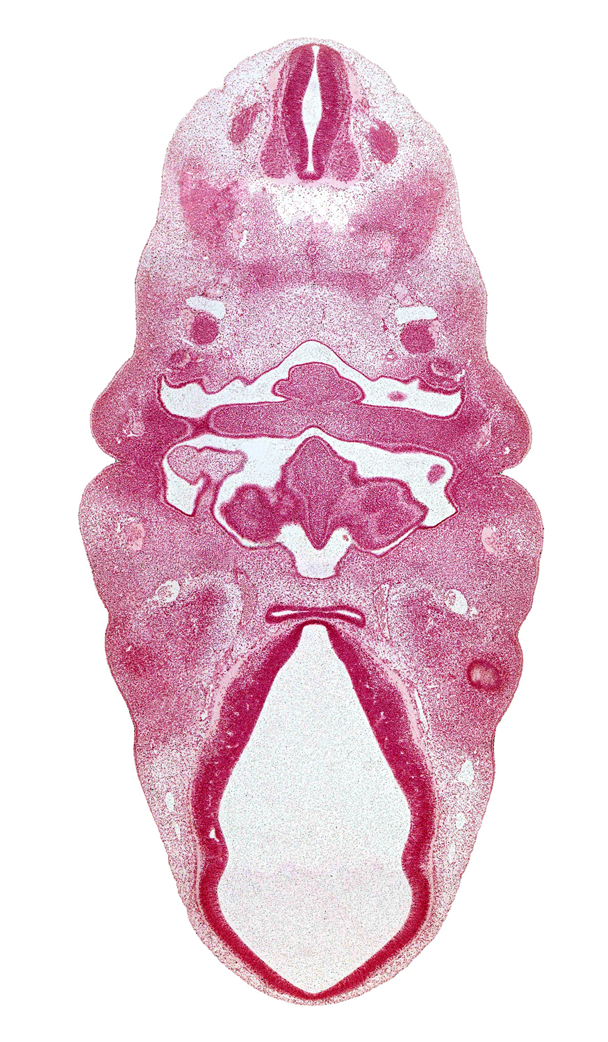 C-2 spinal ganglion, copula of tongue, dorsal sulcus, edge of neural layer of retina, epithalamus, extra-ocular premuscle mass, hypoglossal nerve (CN XII), hypopharyngeal eminence of tongue, inferior ganglion of vagus nerve (CN X), internal carotid artery, intraretinal space (optic vesicle cavity), lateral lingual swelling of tongue, marginal ridge, middle sulcus, oronasal cavity, pharyngeal groove 1, pharyngeal pouch 1, pharyngeal pouch 2, spinal accessory nerve (CN XI), sternocleidomastoid / trapezius premuscle mass, thyroglossal duct, tuberculum impar, ventral (hypothalamic) sulcus