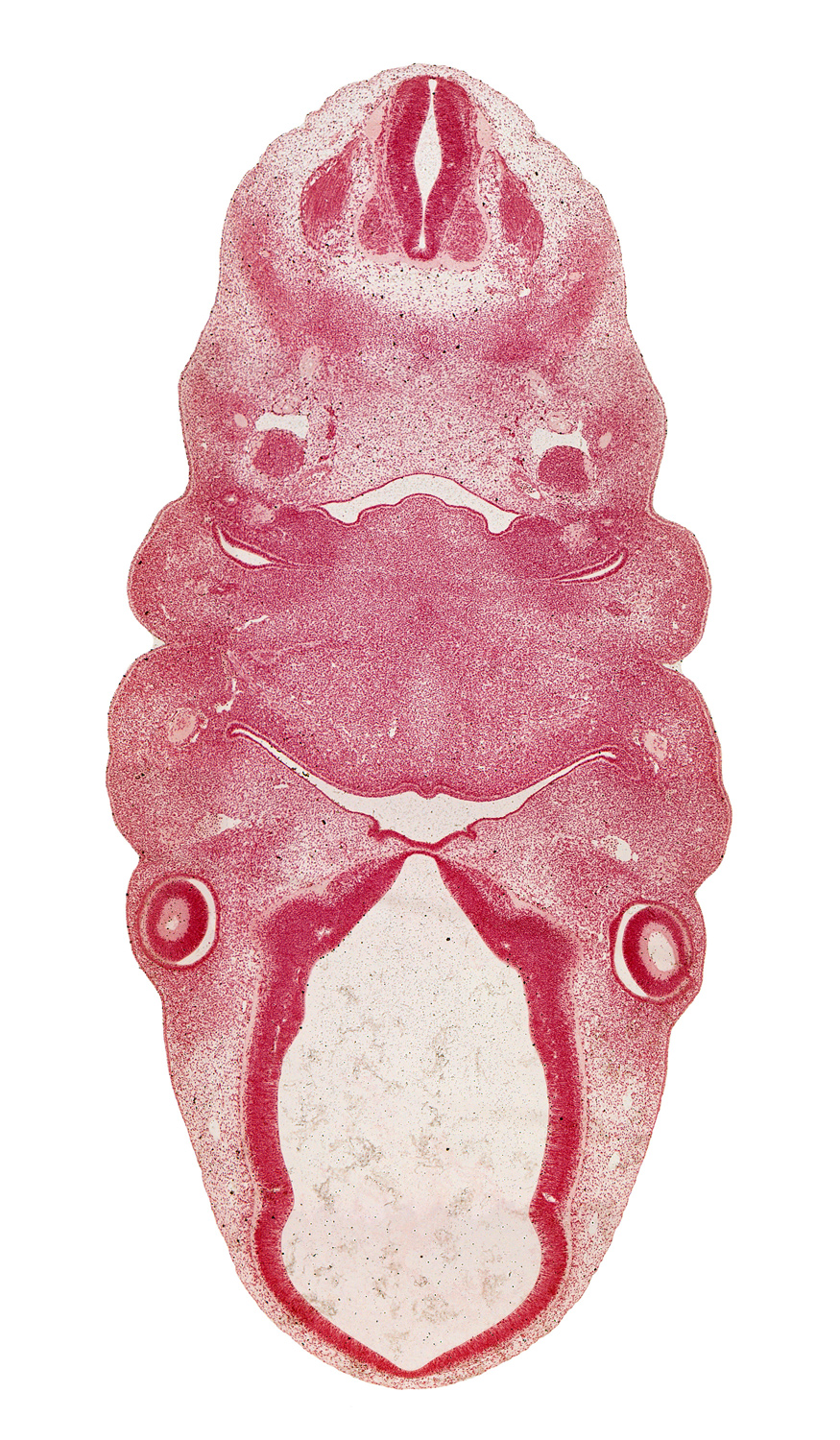 C-2 spinal ganglion, anterior dural venous plexus, caudal edge of adenohypophysial pouch, edge of lens vesicle, epithalamus, glossopharyngeal nerve (CN IX), hypoglossal nerve (CN XII), inferior ganglion of vagus nerve (CN X), intermediate zone, intraretinal space (optic vesicle cavity), lateral lingual swelling of tongue, mandibular nerve (CN V₃), marginal zone, maxillary prominence of pharyngeal arch 1, notochord, optic chiasma (chiasmatic plate), optic cup cavity, optic groove, optic stalk (CN II), oronasal cavity, pharyngeal groove 1, pharyngeal pouch 2, precartilage condensation of pharyngeal arch 2, premuscle mass of tongue, spinal accessory nerve (CN XI), sympathetic trunk, ventricular zone