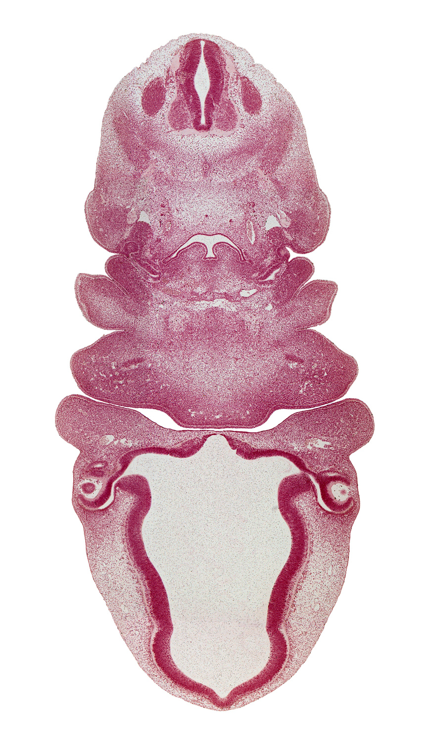 C-3 spinal ganglion, aortic arch 4, arytenoid swelling, bilobed thyroid gland, dense caudal part of sclerotome, dorsal fasciculus, epithalamus, horn of aortic sac, hypoglossal nerve (CN XII), mandibular prominence of pharyngeal arch 1, maxillary prominence of pharyngeal arch 1, maxillary vein, medial eminence, neural arch, notochord, optic chiasma (chiasmatic plate), optic stalk (CN II), oral fissure, pharyngeal arch 2, pharyngeal arch 4, pineal bud, precardinal vein, superior laryngeal nerve, sympathetic trunk