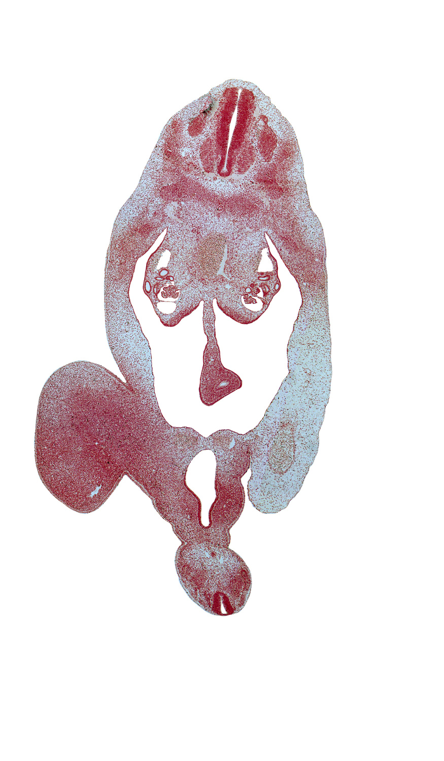 T-7 spinal ganglion, T-8 ventral root, abdominal wall, aorta, blastema of rib 9, cloaca, coccygeal mesenchyme, gonadal ridge, hindgut, inferior mesenteric artery, left umbilical artery, mesonephric artery, mesonephric duct, right umbilical artery, surface ectoderm, sympathetic trunk