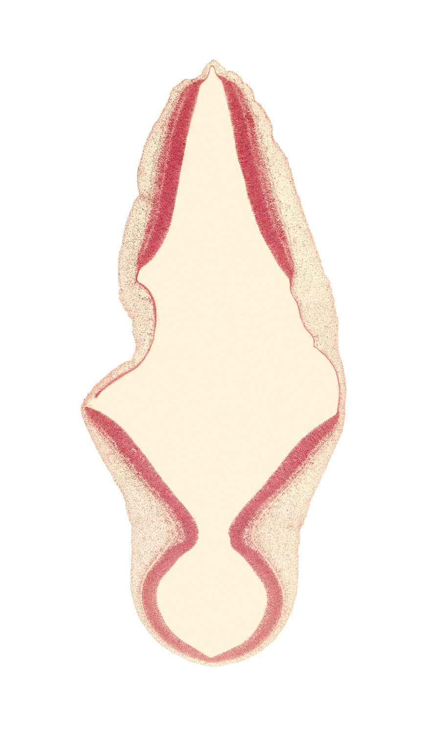 alar plate of metencephalon (cerebellum), alar plate of myelencephalon, ectoderm, head mesenchyme, isthmus of rhombencephalon, junction of mesencoel and rhombencoel (fourth ventricle), mesencoel (cerebral aqueduct), rhombencoel (fourth ventricle), roof plate of myelencephalon, roof plate of rhombencephalon, tectum of mesencephalon (M2), trochlear nerve (CN IV)