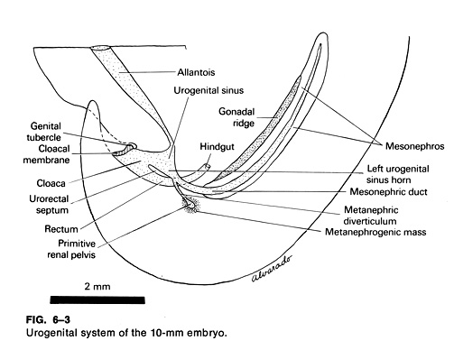 Urogenital system