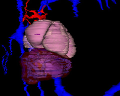 Heart and Liver