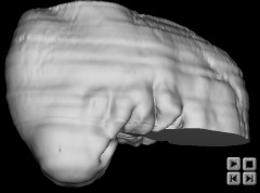 Head