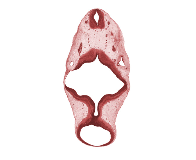 C-1 spinal ganglion, C-1 ventral root, endolymphatic duct, median sulcus, mesencoel (cerebral aqueduct), rhombomere 4, root of hypoglossal nerve (CN XII), trochlear nerve (CN IV), vagus nerve (CN X)