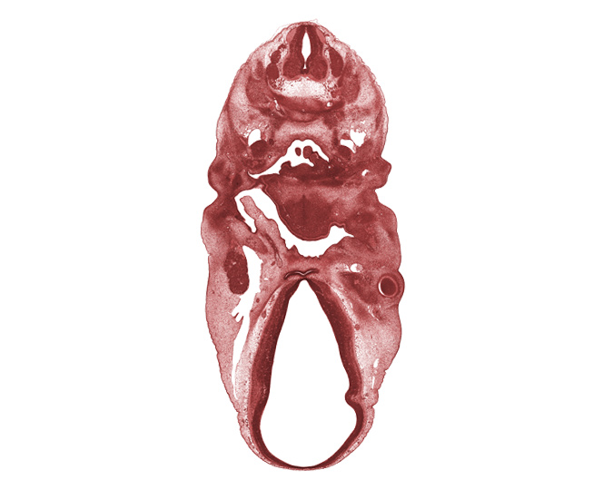 C-4 spinal nerve, C-5 spinal ganglion, adenohypophysial pouch, chorda tympani nerve, dorsal sulcus, dorsal thalamus, edge of arytenoid swelling, extra-ocular muscle mass, hypoglossal nerve (CN XII), internal carotid artery, mandibular nerve (CN V₃), marginal ridge, oropharynx, pharyngeal pouch 1, pharyngeal pouch 2, precardinal vein, primary head vein, supra-optic nucleus, vagus nerve (CN X), ventral (hypothalamic) sulcus, ventral thalamus