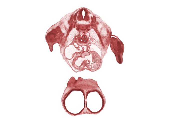 T-2 / T-3 interganglion region, aorta, apex of left lung sac, elbow region, forearm region, hand, interorbital ligament, interventricular foramen, lateral ventricle, left atrium, primary interatrial septum (septum primum), right atrium, right primary bronchus, sinus venosus, tertiary bronchopulmonary buds in upper lobe of right lung