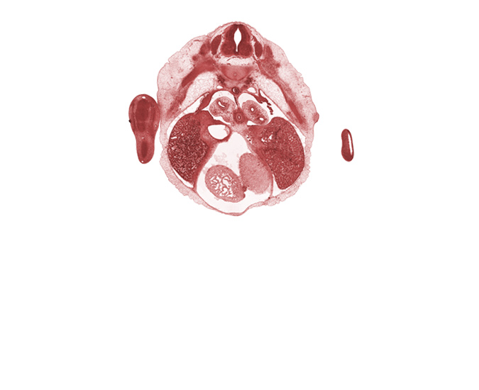 T-5 intercostal nerve, T-5 spinal ganglion, dorsal meso-esophagus, inferior vena cava, interventricular sulcus, left ventricle, lower secondary bronchus, mammary gland, marginal vein, pericardial cavity, pneumogenic coat, right lobe of liver, septum transversum, tertiary bronchopulmonary buds in lower lobe of left lung, trabecular part of right ventricle