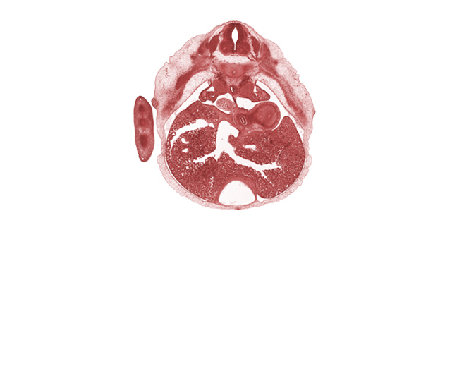 T-6 spinal ganglion, alar plate(s), aorta, basal plate, dorsal meso-esophagus, ductus venosus, efferent hepatic vein, esophagus endoderm, floor plate, mammary gland, medial coelomic bay, pericardial cavity, roof plate, sinusoids of liver, sulcus limitans, suprarenal gland