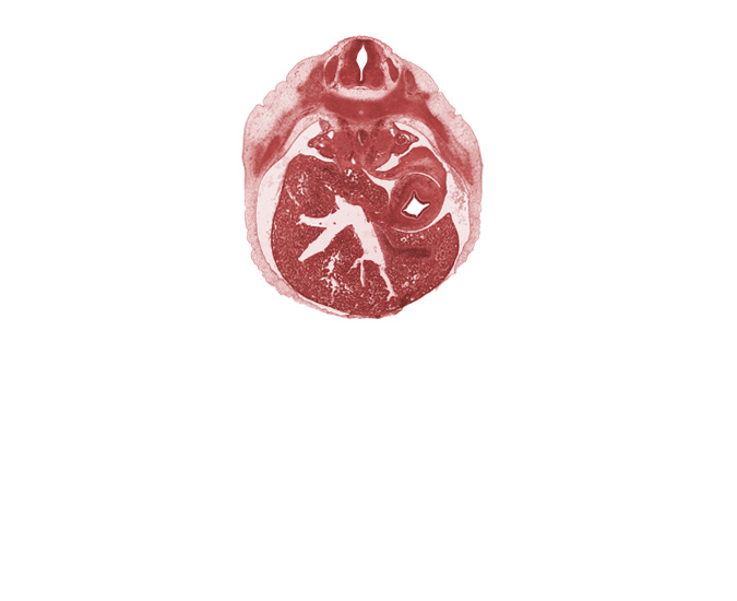 T-8 spinal ganglion, afferent hepatic vein, aorta, ductus venosus, greater sac, junction of mesonephric duct and tubule, left lobe of liver, lesser sac (omental bursa), lumen of body of stomach, rib 9, right lobe of liver, spleen
