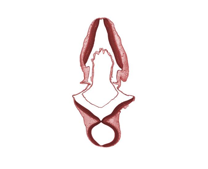 edge of endolymphatic duct, head mesenchyme, mesencephalon (M2), metencephalon, myelencephalon, root of trochlear nerve (CN IV)