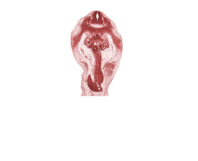 T-12 spinal ganglion, aorta, duodenum, junction of mesonephric duct and tubule, mesenchyme in mesentery of herniated midgut, postcardinal vein, subcostal nerve (T-12), superior mesenteric artery, superior mesenteric vein, sympathetic trunk