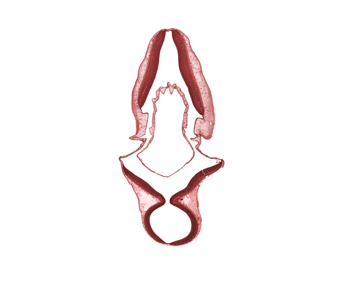 cerebellar plate, collicular plate, exterior of embryo, junction of mesencoel and rhombencoel (fourth ventricle), mesencoel (cerebral aqueduct), rhombencoel (fourth ventricle)