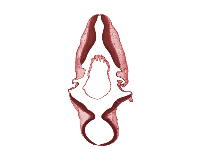 isthmus, mesencephalon (M2), metencephalon, rhombencoel (fourth ventricle), roof plate, roof plate of myelencephalon, root of accessory nerve (CN XI), sulcus limitans