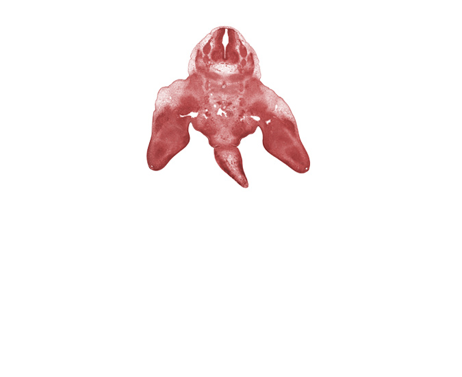 L-4 dorsal root, L-4 spinal ganglion, L-5 spinal ganglion, L-5 spinal nerve, caudal eminence, notochord, pelvic plexus, sympathetic trunk