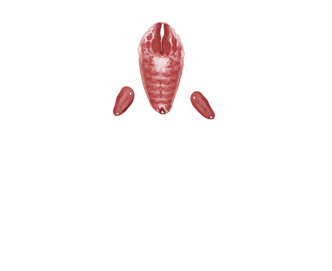 L-5 spinal ganglion, S-1 spinal ganglion, central canal, dense caudal part of sclerotome, filum terminale, foot region, loose cephalic part of sclerotome, notochord, subarachnoid space