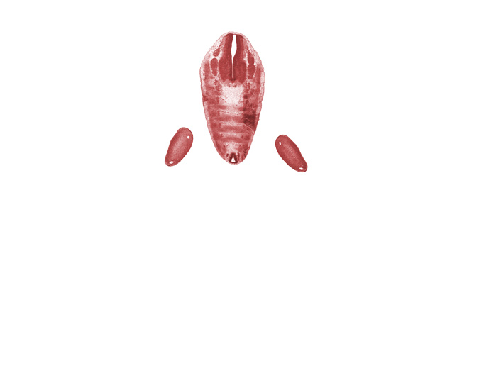 Co-1 ventral root, L-5 spinal ganglion, S-1 spinal ganglion, alar plate(s), basal plate, caudal end of spinal cord, dense caudal part of sclerotome, floor plate, foot plate, loose cephalic part of sclerotome, marginal vein, roof plate, subarachnoid space, sulcus limitans, vascular plexus