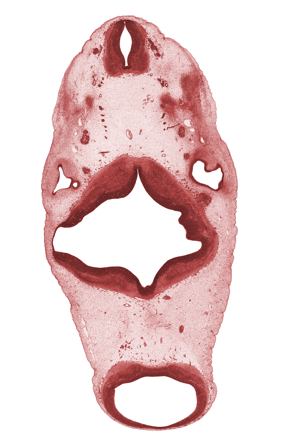 C-1 spinal ganglion, cephalic edge of C-2 spinal ganglion, glossopharyngeal nerve (CN IX), mesencephalon, oculomotor nerve (CN III), otic capsule condensation, rhombomere 1, rhombomere 2, spinal accessory nerve (CN XI), sulcus limitans, tectum, tegmentum, vagus nerve (CN X), vestibulocochlear nerve (CN VIII)