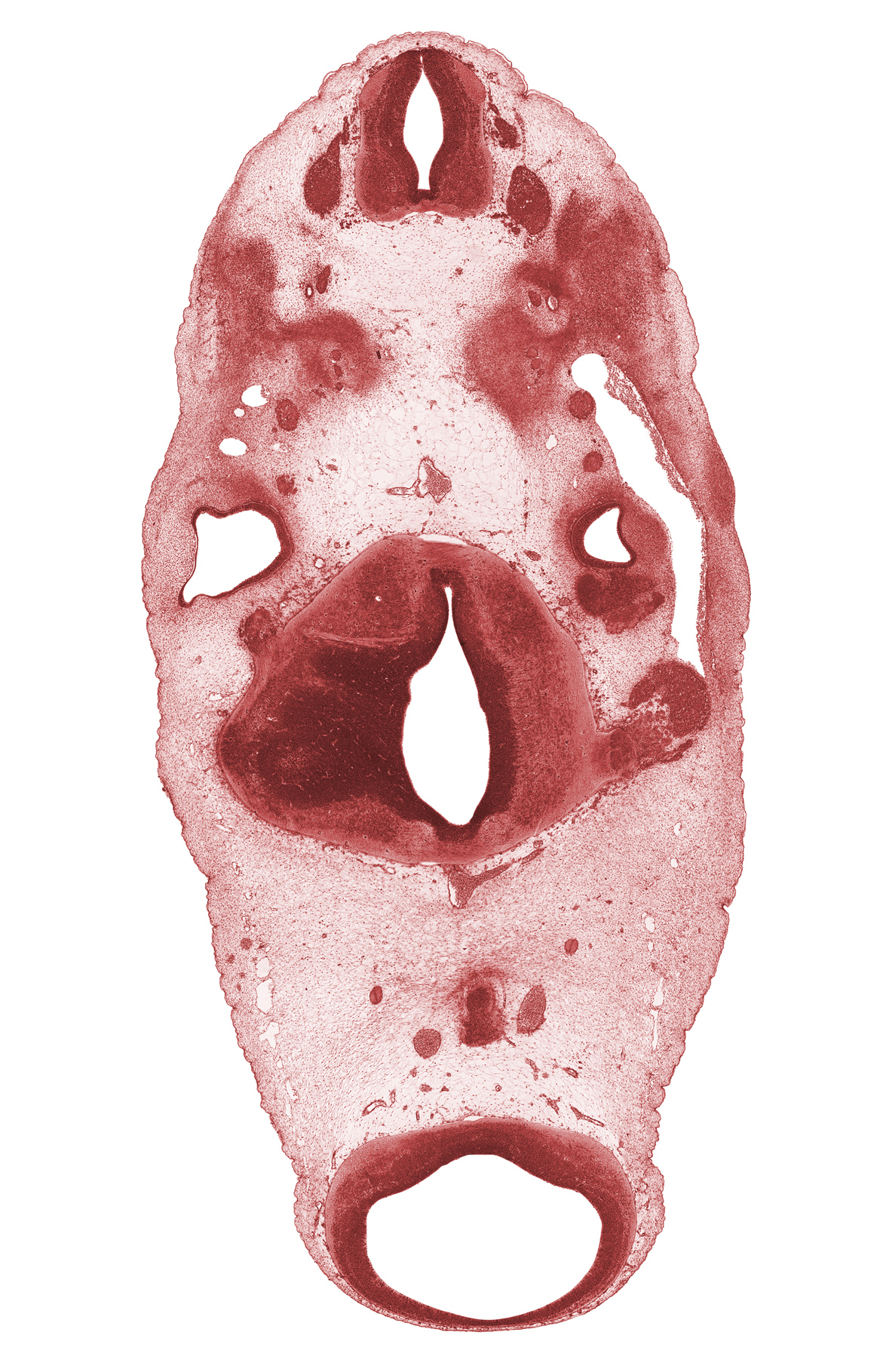 C-1 spinal nerve, C-2 spinal ganglion, anterior semicircular duct, basal plate cartilage, edge of diencephalon, facial nerve (CN VII), glossopharyngeal nerve (CN IX), hypoglossal canal, lateral semicircular duct, meninx, motor root of trigeminal nerve (CN V), oculomotor nerve (CN III), posterior communicating artery, posterior dural venous plexus, primary head vein, trochlear nerve (CN IV), vertebral artery