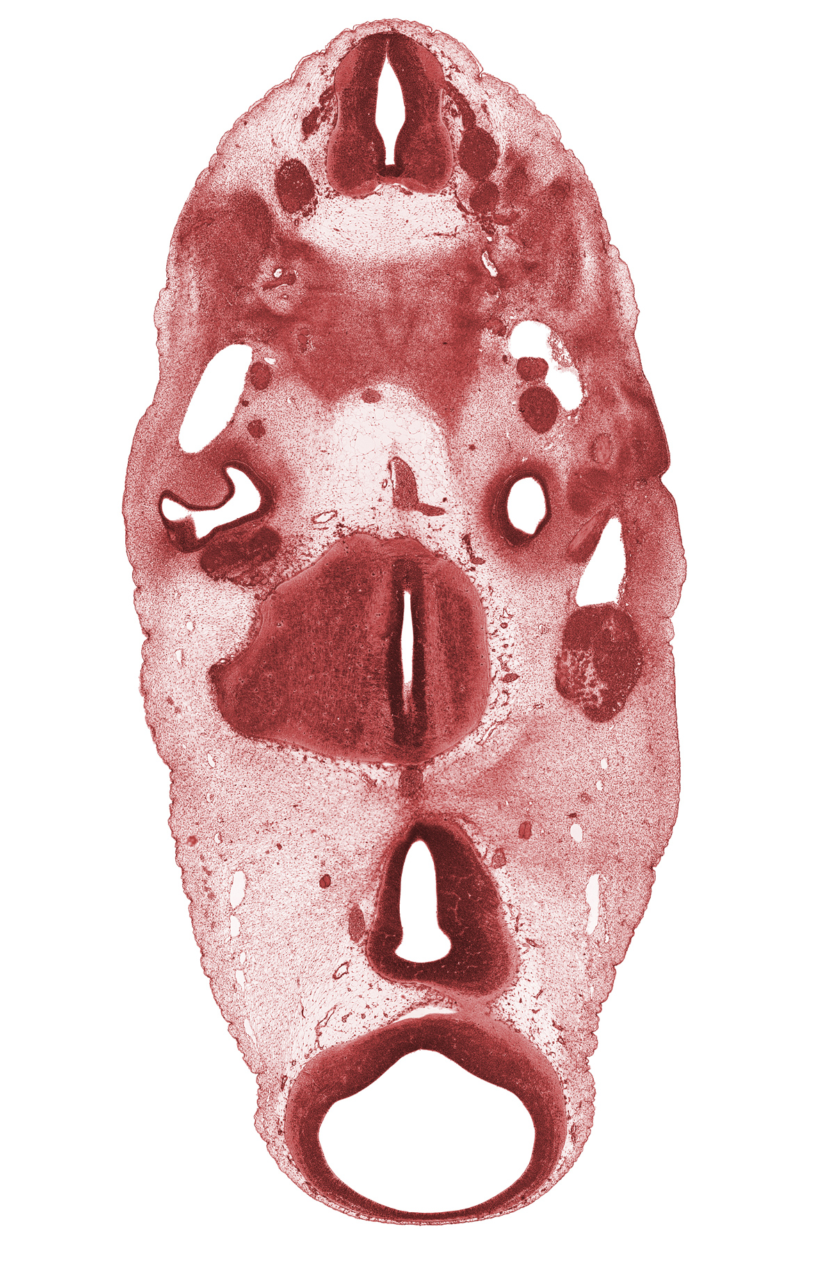 C-2 dorsal primary ramus, C-2 spinal ganglion, C-2 ventral primary ramus, C-3 dorsal root, C-3 spinal ganglion, basal plate cartilage, basilar artery, edge of rhombencoel (fourth ventricle), facial nerve (CN VII), inferior ganglion of glossopharyngeal nerve (CN IX), junction ventrally of diencephalon and mesencephalon, mamillary recess, mesencoel (cerebral aqueduct), oculomotor nerve (CN III), precardinal vein, precartilage condensation of ear ossicle, spinal accessory nerve (CN XI), sulcus limitans, tegmentum, trochlear nerve (CN IV), vascular plexus