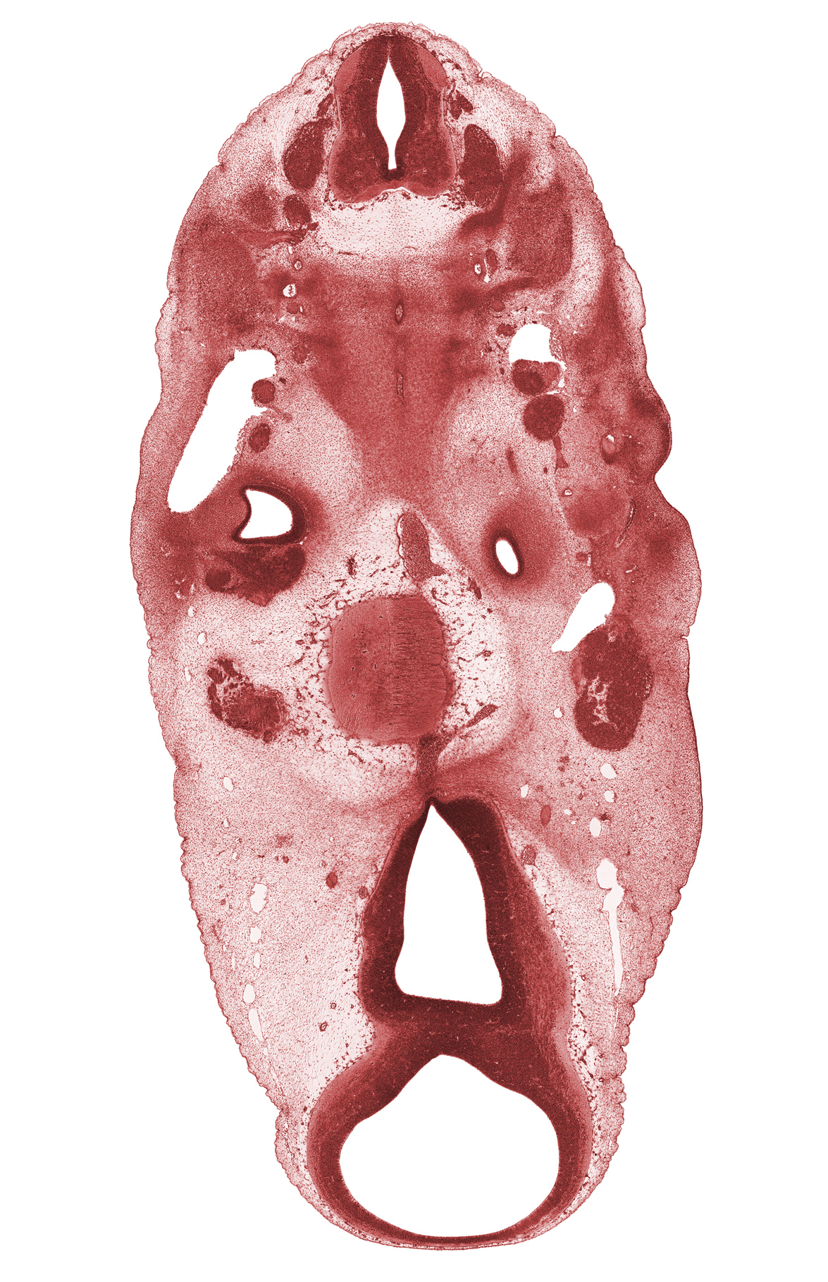 C-3 spinal ganglion, basal plate cartilage, cochlear duct part of otic vesicle, diencephalon, inferior ganglion of glossopharyngeal nerve (CN IX), mesencephalon (M1), metencephalon (pons), notochord, oculomotor nerve (CN III), otic capsule condensation, pontine flexure region, posterior communicating artery, precardinal vein, sclerotome, spinal accessory nerve (CN XI), trigeminal ganglion (CN V), trochlear nerve (CN IV), vagus nerve (CN X), vascular plexus