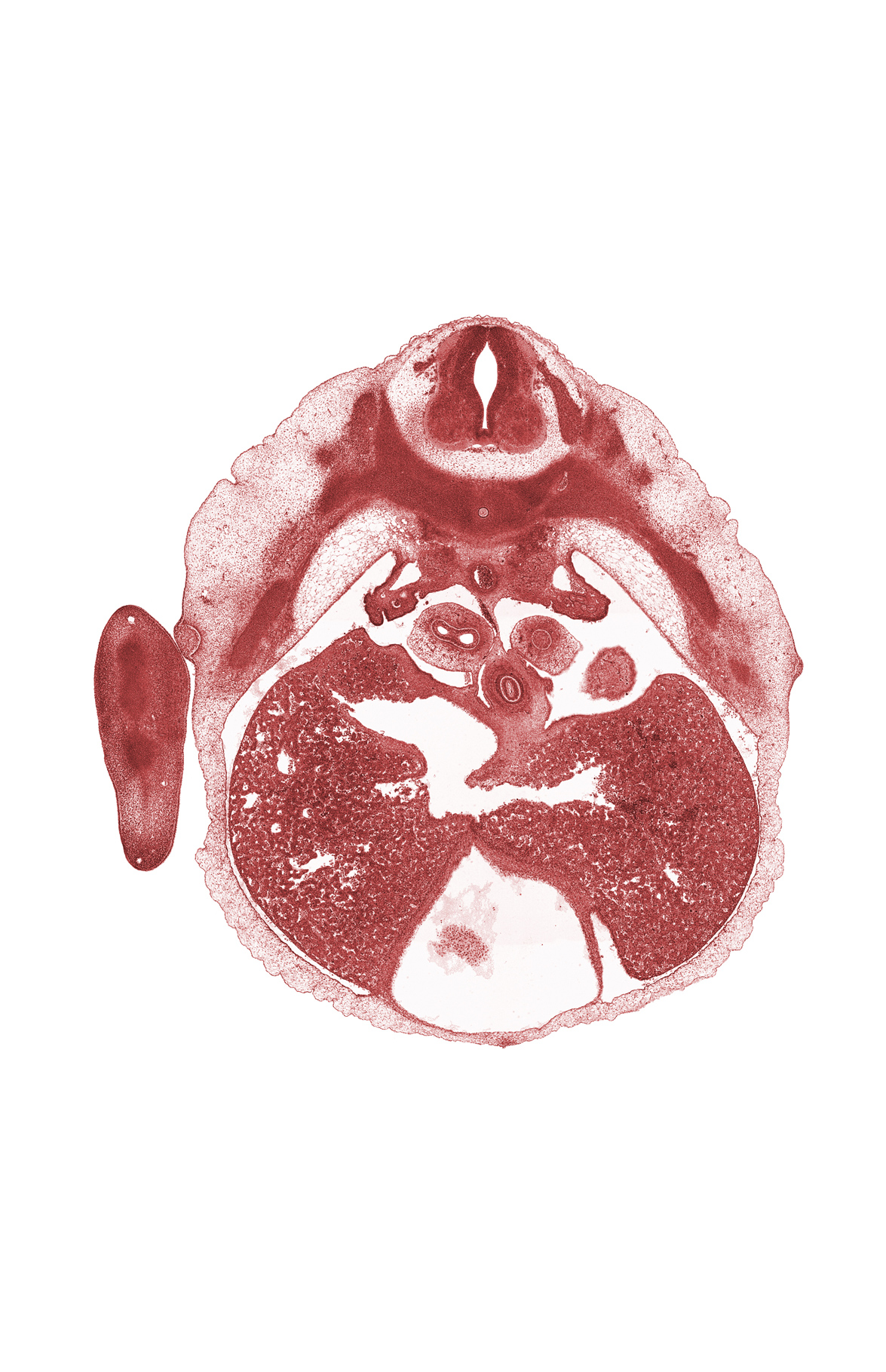 T-6 spinal ganglion, aorta, dorsal fasciculus, edge of right ventricle, edge of stomach, efferent hepatic vein, inferior vena cava, mammary gland, mesonephros, muscular layer of esophagus, pulmogenic coat, rib 6, septum transversum, tertiary bronchopulmonary buds in lower lobe of right lung