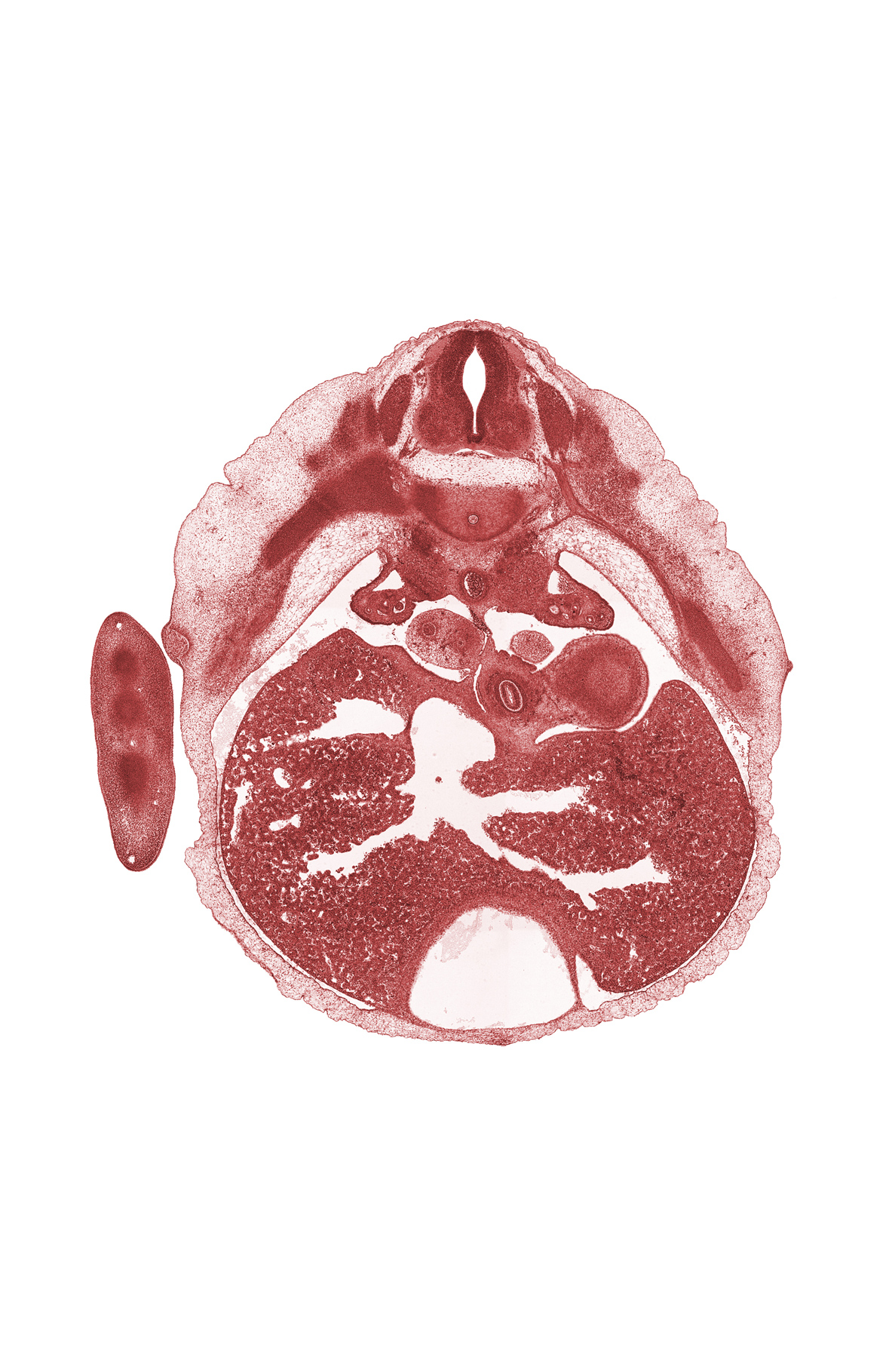 T-6 intercostal nerve, T-6 spinal ganglion, T-6 spinal nerve, aorta, dorsal meso-esophagus, edge of left lung, efferent hepatic vein, efferent hepatic veins, epimere, inferior vena cava, pericardial cavity, pneumo-enteric recess, septum transversum, sympathetic trunk, wall of stomach