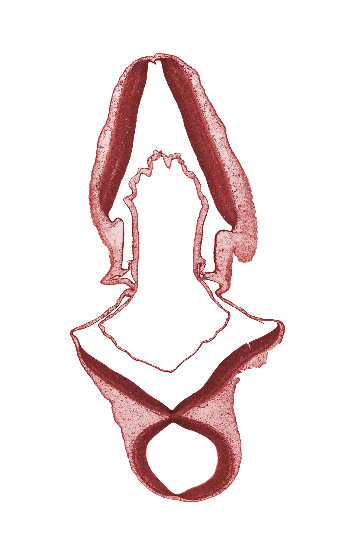 exterior of embryo, junction of mesencephalon and rhombencephalon, roof plate, sulcus limitans, tectum, tegmentum