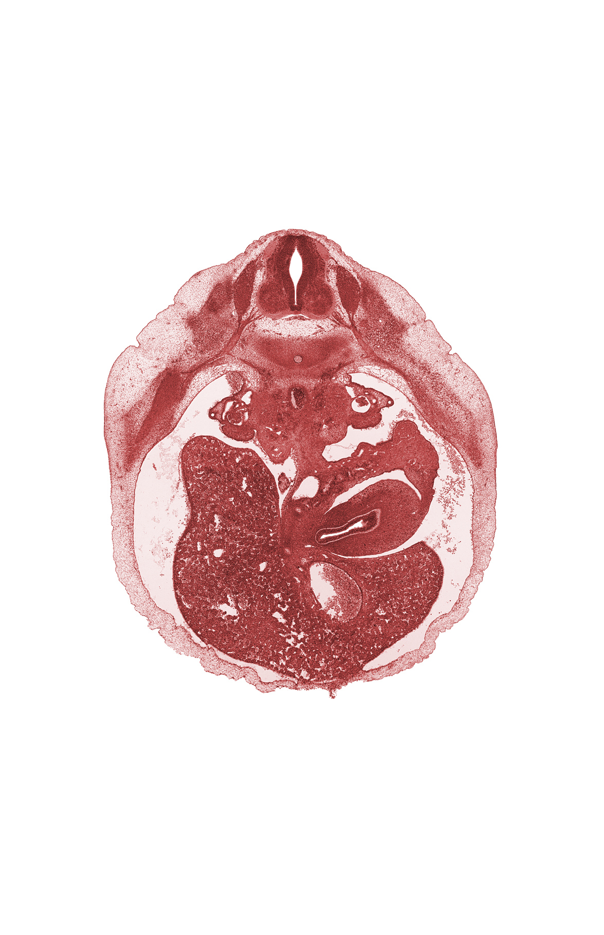 T-9 spinal ganglion, T-9 spinal nerve, body of stomach (endoderm), celiac plexus, dorsal mesogastrium, duct of dorsal pancreas, ductus venosus, gonadal ridge, hepatic artery, hepatic duct(s), hepatic portal vein, notochord, postcardinal vein, pyloric antrum of stomach, right lobe of liver