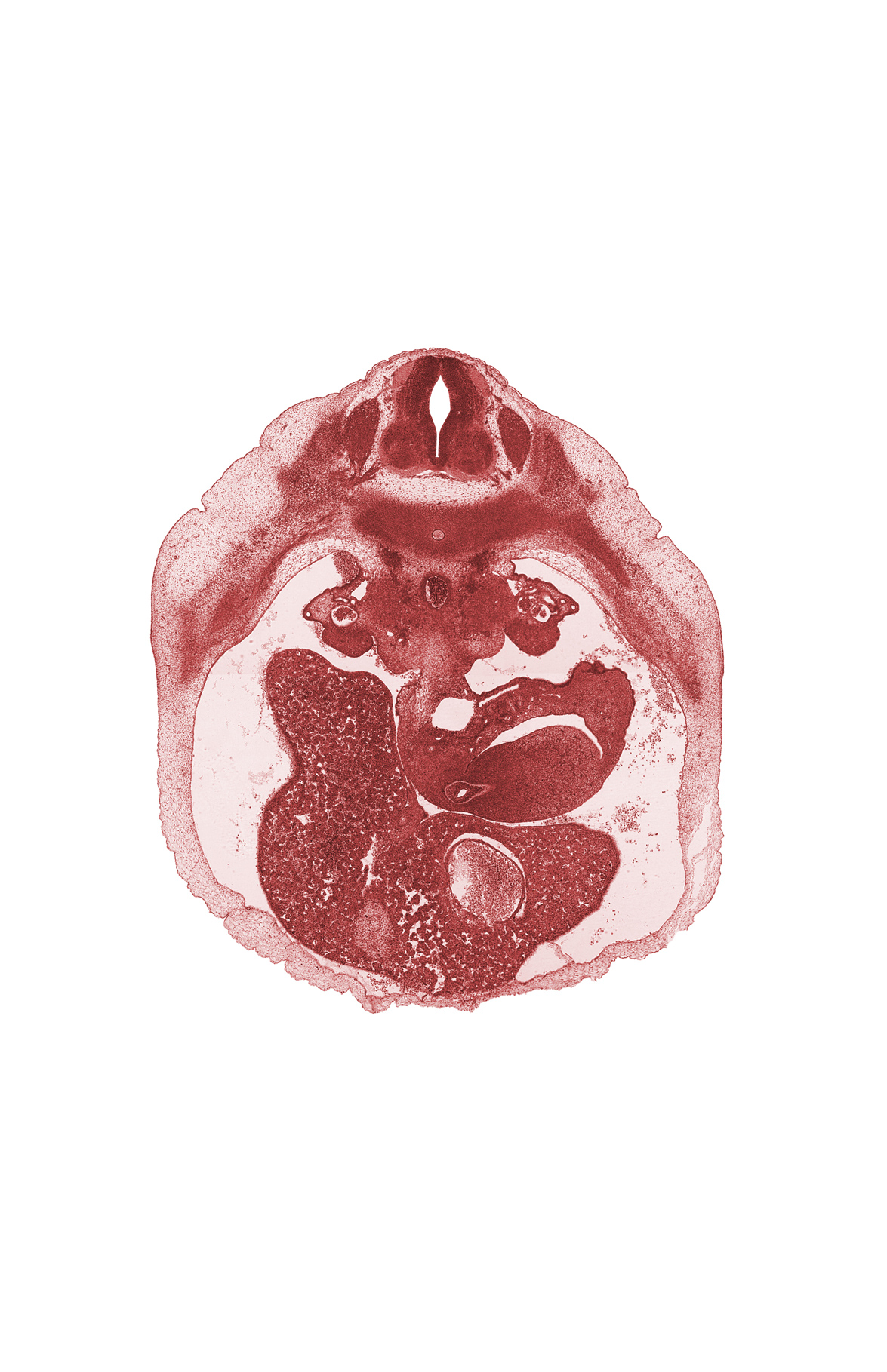T-9 spinal ganglion, aorta, cephalic edge of gall bladder, dorsal pancreas, ductus venosus, hepatic duct(s), hepatic portal vein, left lobe of liver, lesser sac (omental bursa), paramesonephric groove, peritoneal cavity, pyloric antrum of stomach, rib 10, right lobe of liver, spleen, splenic vein