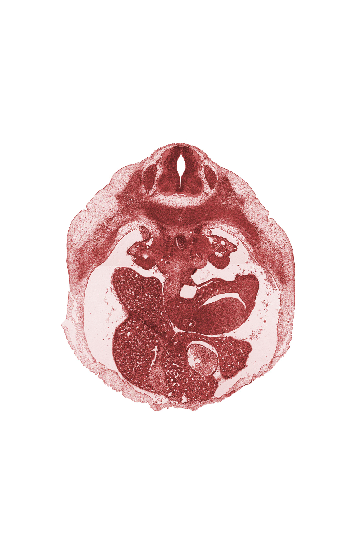 T-9 spinal ganglion, aorta, cystic duct, duct of dorsal pancreas, gall bladder, hepatic duct(s), hepatic portal vein, hepatic sinusoid, notochord, pyloric antrum of stomach, right lobe of liver, splenic vein