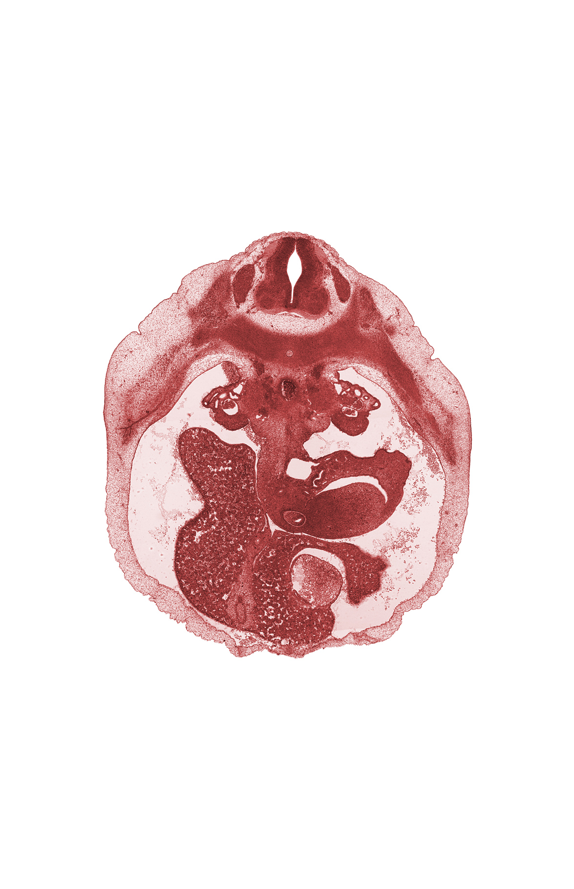 T-9 spinal ganglion, bile duct, caudal edge of left lobe of liver, cystic duct, duct of dorsal pancreas, gall bladder, junction of ductus venosus and umbilical vein, junction of duodenum and stomach, rib 10, right lobe of liver, splenic vein, superior mesenteric vein