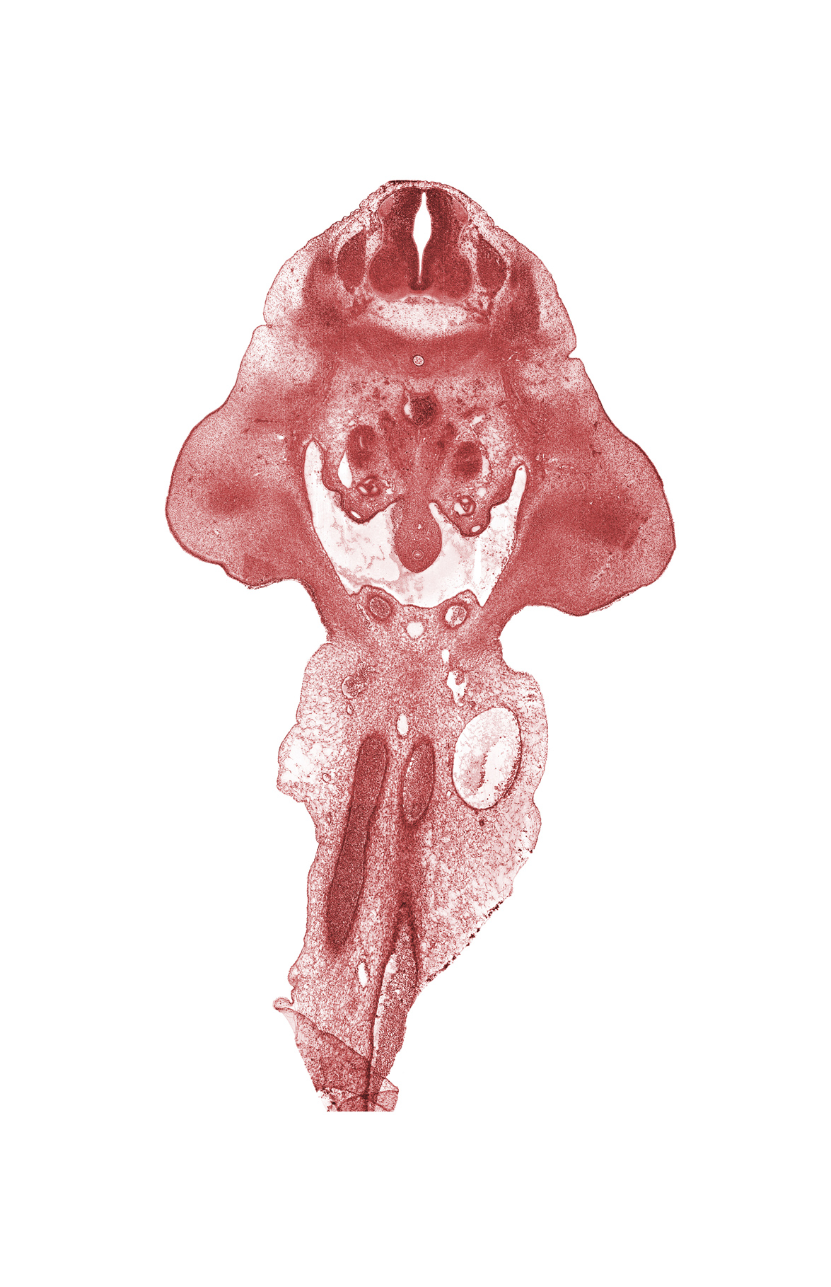 L-2 spinal ganglion, allantois, aorta, apex of urinary bladder (vesico-urethral canal), caudal end of mesonephros, dorsal intersegmental artery, hindgut endoderm, inferior mesenteric artery, left umbilical artery, mesonephric duct, metanephrogenic blastema, notochord, right umbilical artery, umbilical vein