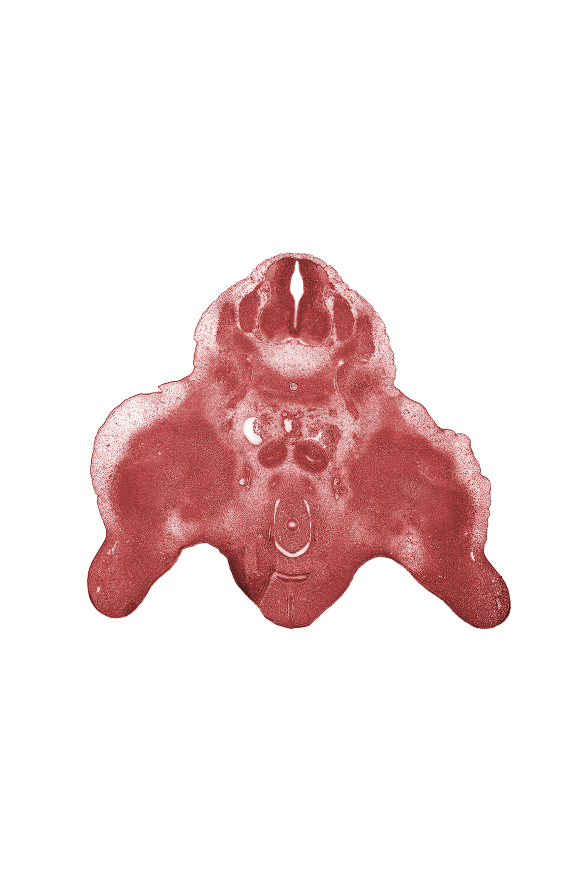 L-3 spinal ganglion, central canal of spinal cord, edge of urethral groove, median sacral artery, metanephric duct (ureter), metanephrogenic blastema, neural arch, skeletal blastema of femur, urethra (pelvic part of definitive urogenital sinus), urethral fold