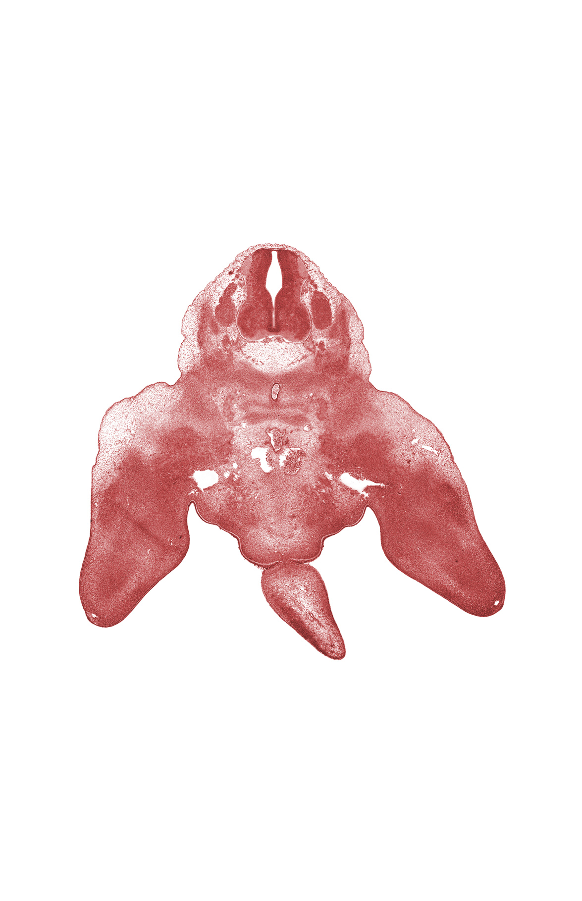 L-4 spinal ganglion, L-5 ventral root, caudal eminence, marginal vein, median sacral artery, notochord, postcardinal vein, skeletal blastema of pelvis