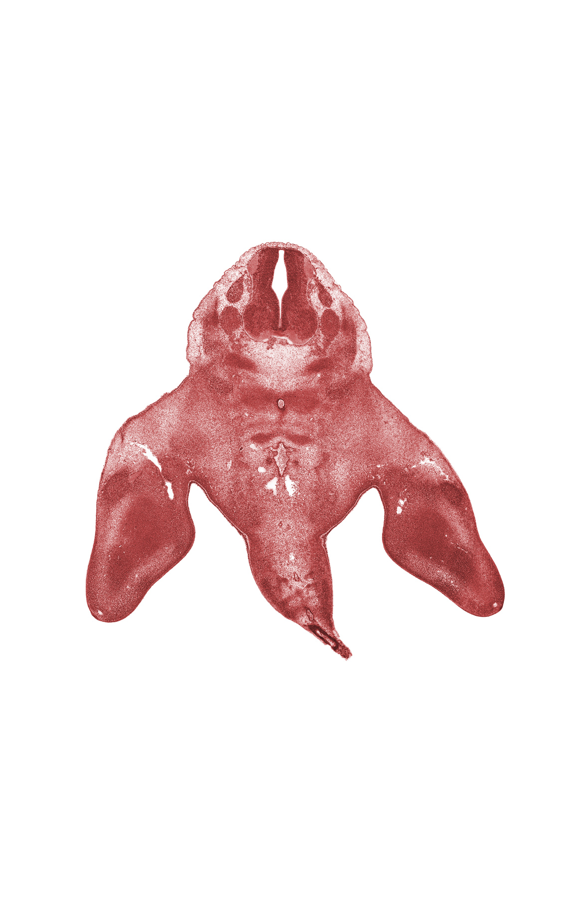 L-4 spinal ganglion, L-5 spinal ganglion, caudal eminence, filum terminale, knee region, lower limb veins, median sacral artery, notochord, skeletal blastema of tibia