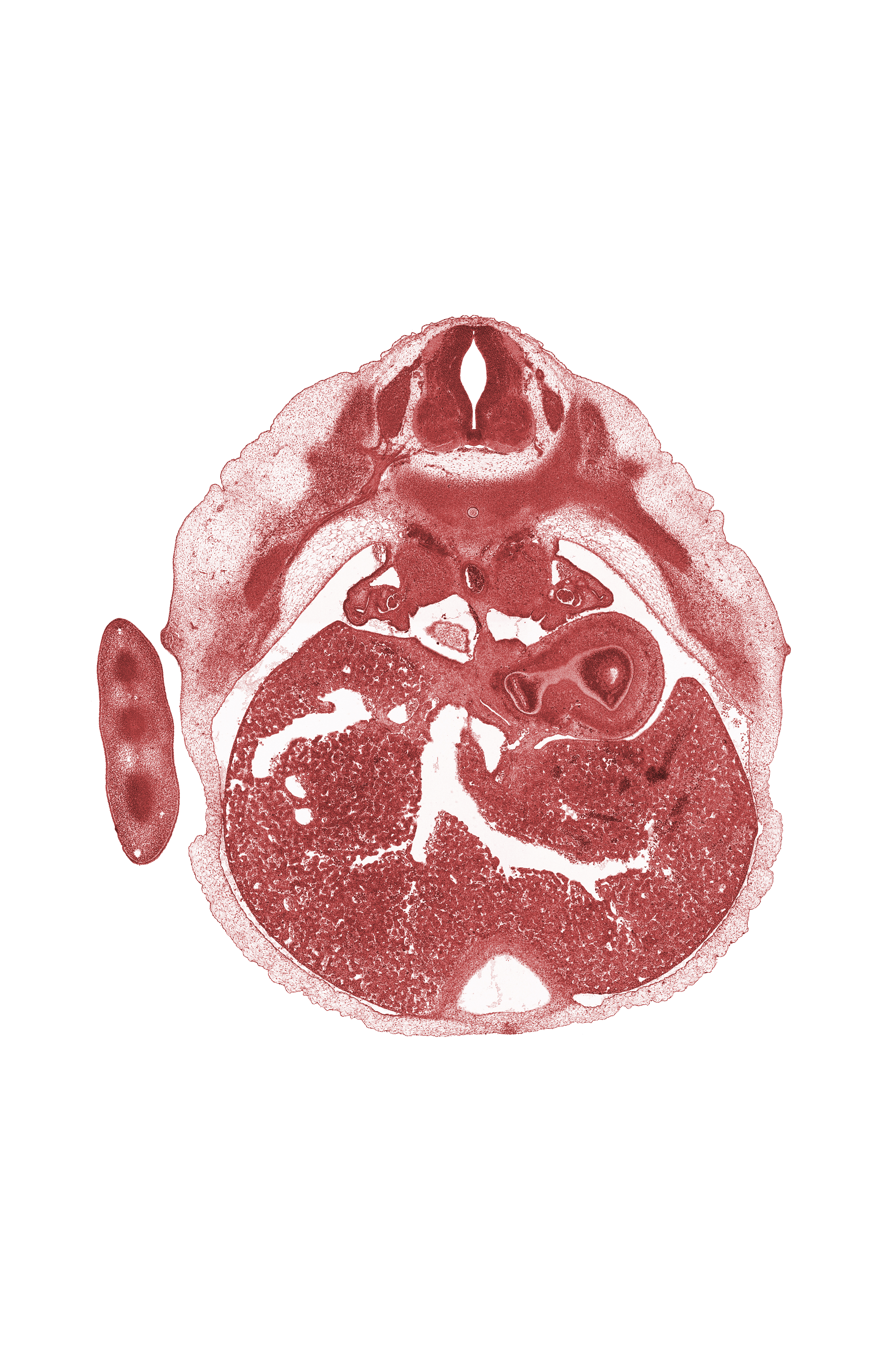 T-6 spinal ganglion, edge of pericardial cavity, edge of right lung, efferent hepatic veins, esophagus endoderm, fundus of stomach (endoderm), junction of ductus venosus and inferior vena cava, lateral coelomic bay, notochord, rib 7, septum transversum
