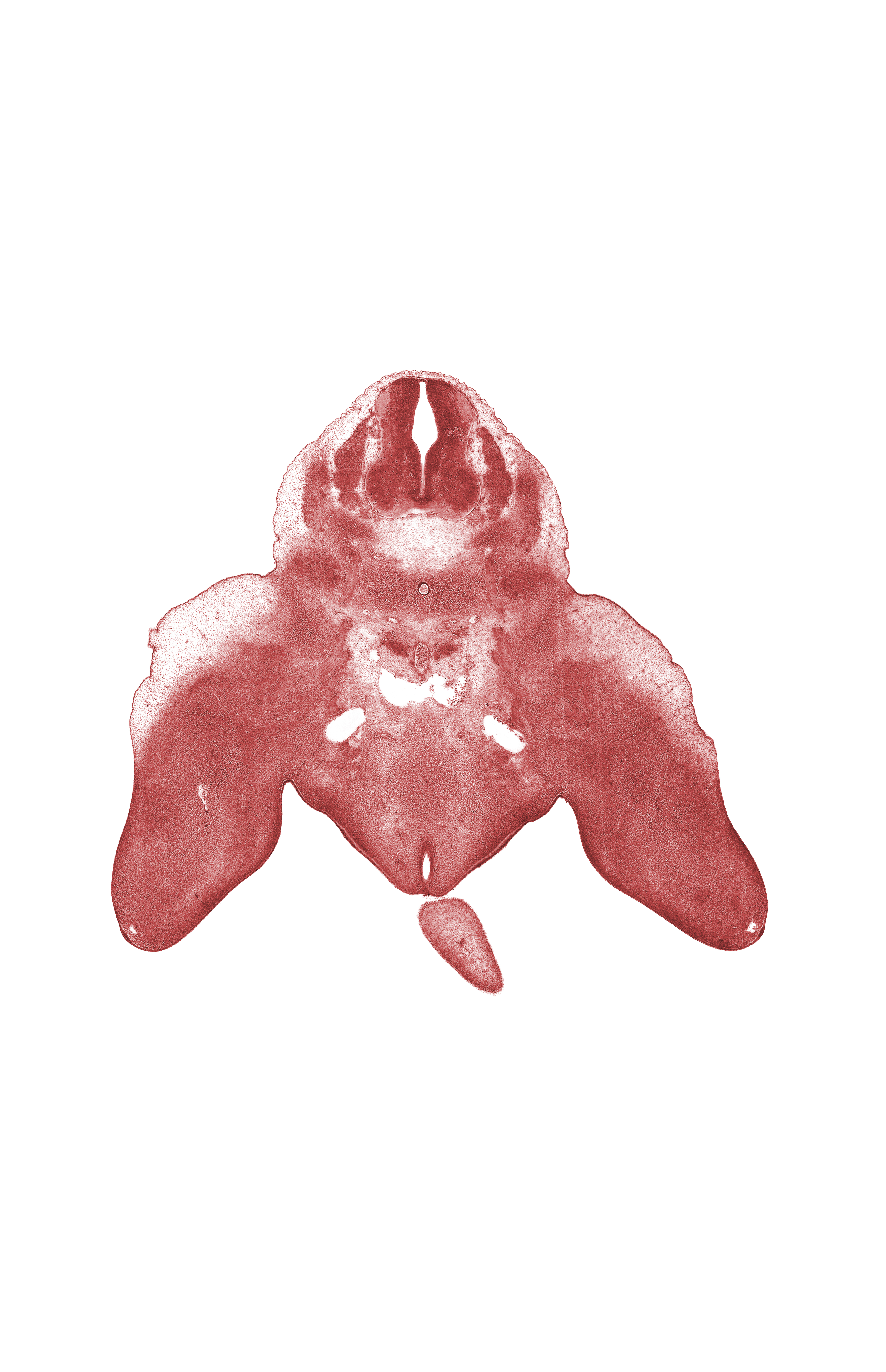 L-4 spinal ganglion, anal fold, edge of caudal eminence, foot region, junction of anal canal and rectum, leg region, median sacral artery, postcardinal vein anastomosis, sympathetic trunk, thigh