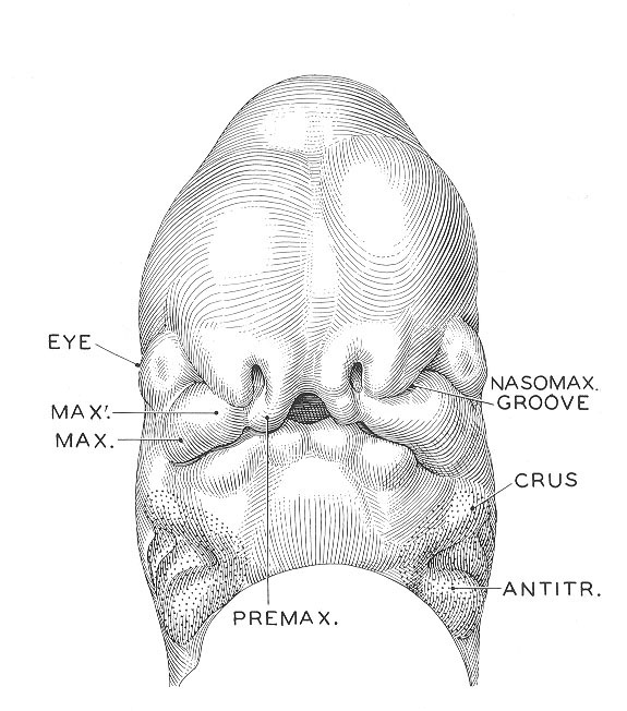 Intermediate development of the nose and future upper jaw