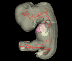 Arteries