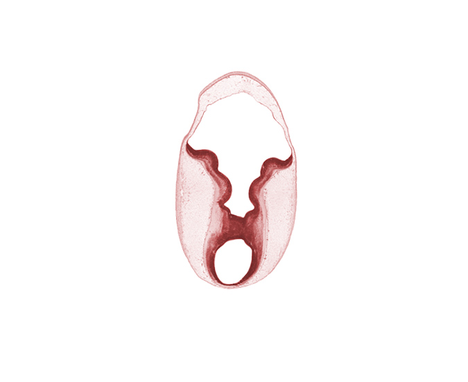 cerebral aqueduct (mesencoel), head mesenchyme, intermediate zone, marginal zone, rhombencoel (fourth ventricle), rhombic lip, subarachnoid space, sulcus limitans, surface ectoderm, ventricular zone