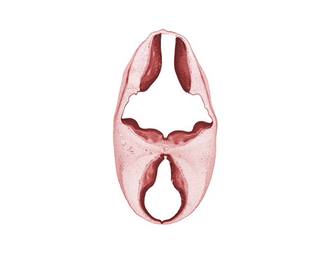 alar plate of metencephalon (cerebellum), artifact separation(s), basilar artery, basilar pons, mamillary recess, oculomotor nerve (CN III), pineal bud, rhombencoel (fourth ventricle), roof plate, third ventricle, trochlear nerve (CN IV)