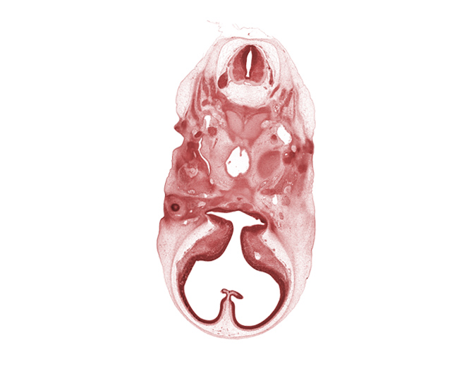 C-1 dorsal root, C-1 spinal nerve, alisphenoid, basi-occipital (basal plate), basisphenoid, caudal edge of adenohypophysis, cephalic edge of C-2 spinal ganglion, cephalic edge of pharynx, hypoglossal canal, mandibular nerve (CN V₃), maxillary nerve (CN V₂), notochord, ophthalmic nerve (CN V₁), orbitosphenoid, pharyngotympanic tube, precardinal vein, spinal accessory nerve (CN XI), third ventricle, ventricular eminence(s), vertebral artery