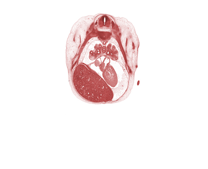 T-5 / T-6 intervertebral disc, T-5 dorsal primary ramus, T-5 intercostal nerve, T-5 spinal ganglion, aorta, apex of left ventricle, caudal edge of hand, inferior vena cava, lower lobe of left lung, lower lobe of right lung, lower secondary bronchus of left lung, lower secondary bronchus of right lung, mammary gland, middle lobe of right lung, middle secondary bronchus of right lung, oblique fissure, rib 5, rib 6, right lobe of liver, subarachnoid space, upper lobe of left lung