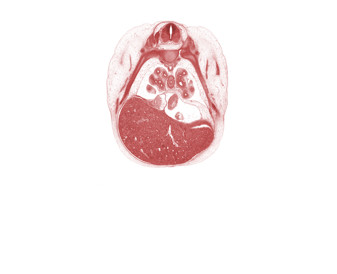 T-5 / T-6 interganglion region, caudal edge of left ventricle, edge of middle lobe of right lung, inferior vena cava, left lobe of liver, lower lobe of left lung, lower secondary bronchus of left lung, oblique fissure, posterior intercostal artery, rib 6, rib 7, right lobe of liver, right postcardinal vein (azygos vein), superior tertiary bronchus of left lung, superior tertiary bronchus of right lung, upper lobe of left lung