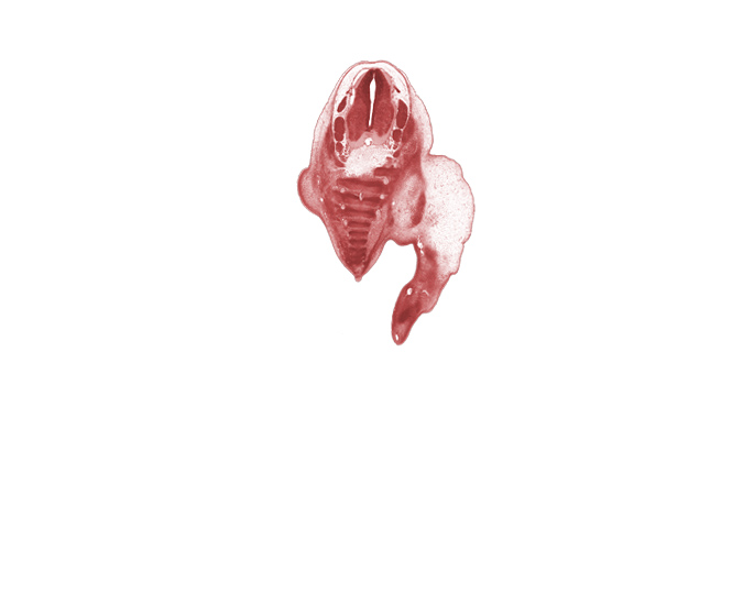 L-5 spinal ganglion, S-1 spinal ganglion, S-2 spinal nerve, S-3 / S-4 intervertebral region, S-3 ventral primary ramus, S-4 / S-5 intervertebral region, S-4 ventral primary ramus, S-5 / Co-1 intervertebral region, S-5 ventral primary ramus, blastema of gluteus maximus muscle, caudal eminence, coccyx, foot ray (metatarsal), notochord, osteogenic layer, plantar surface of foot, subarachnoid space