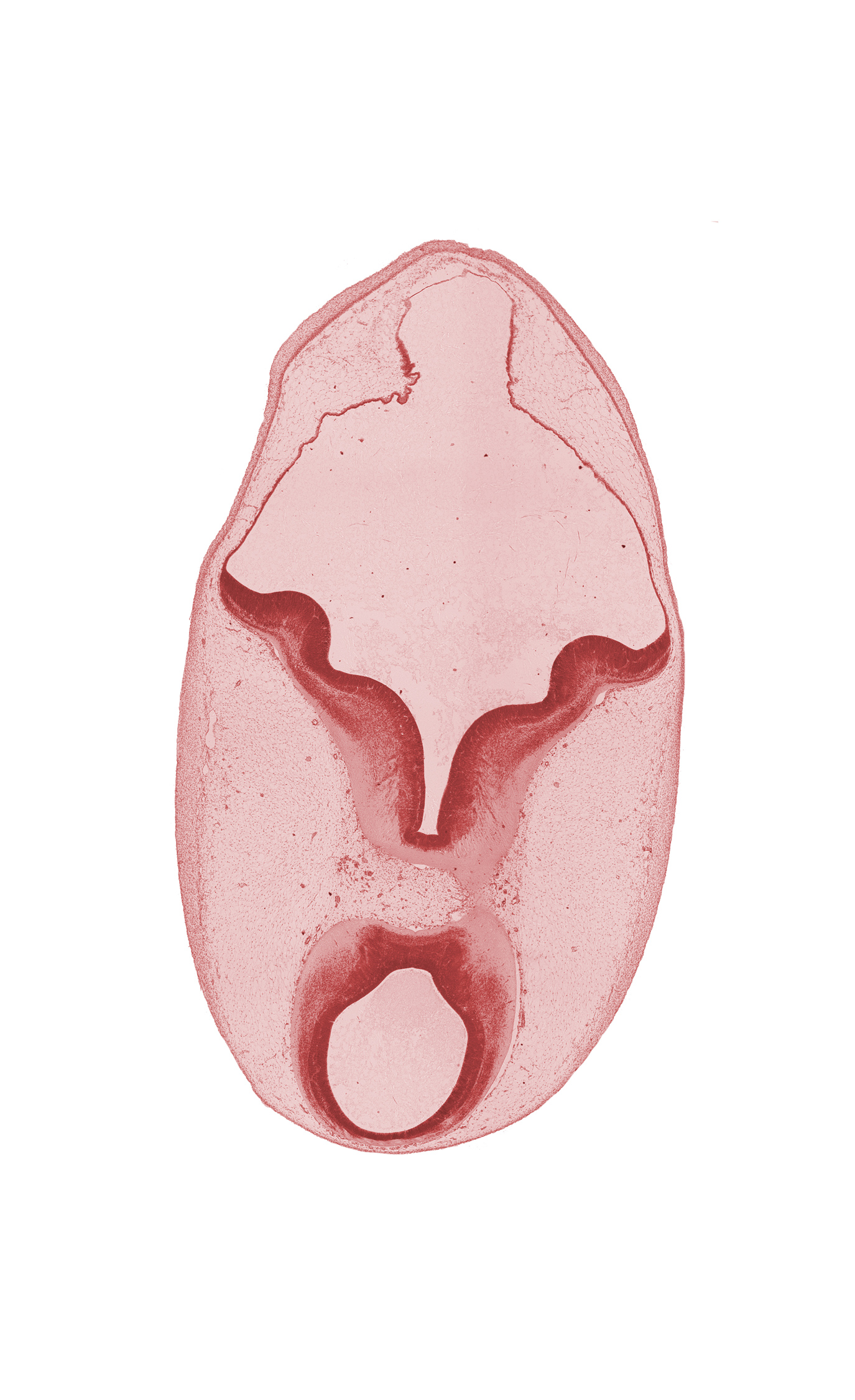 alar plate of metencephalon (cerebellum), basal plate, cerebral aqueduct (mesencoel), diverticulum of rhombencoel (fourth ventricle), edge of cerebral peduncle, floor plate of mesencephalon, floor plate of metencephalon, head mesenchyme, interpeduncular fossa, rhombencoel (fourth ventricle), roof plate, subarachnoid space, sulcus limitans, surface ectoderm