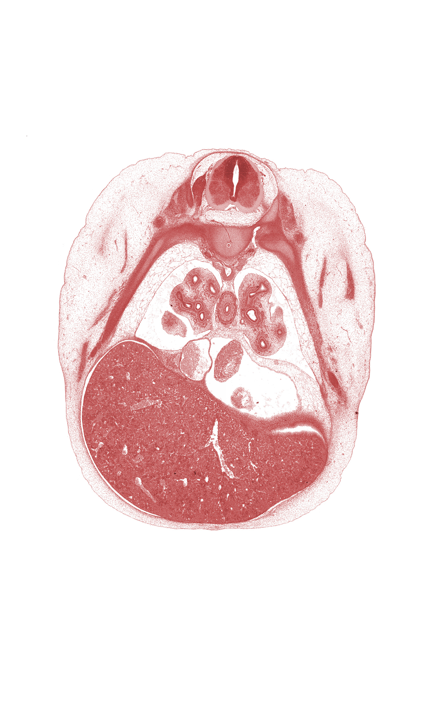 T-5 / T-6 interganglion region, caudal edge of left ventricle, edge of middle lobe of right lung, inferior vena cava, left lobe of liver, lower lobe of left lung, lower secondary bronchus of left lung, oblique fissure, posterior intercostal artery, rib 6, rib 7, right lobe of liver, right postcardinal vein (azygos vein), superior tertiary bronchus of left lung, superior tertiary bronchus of right lung, upper lobe of left lung