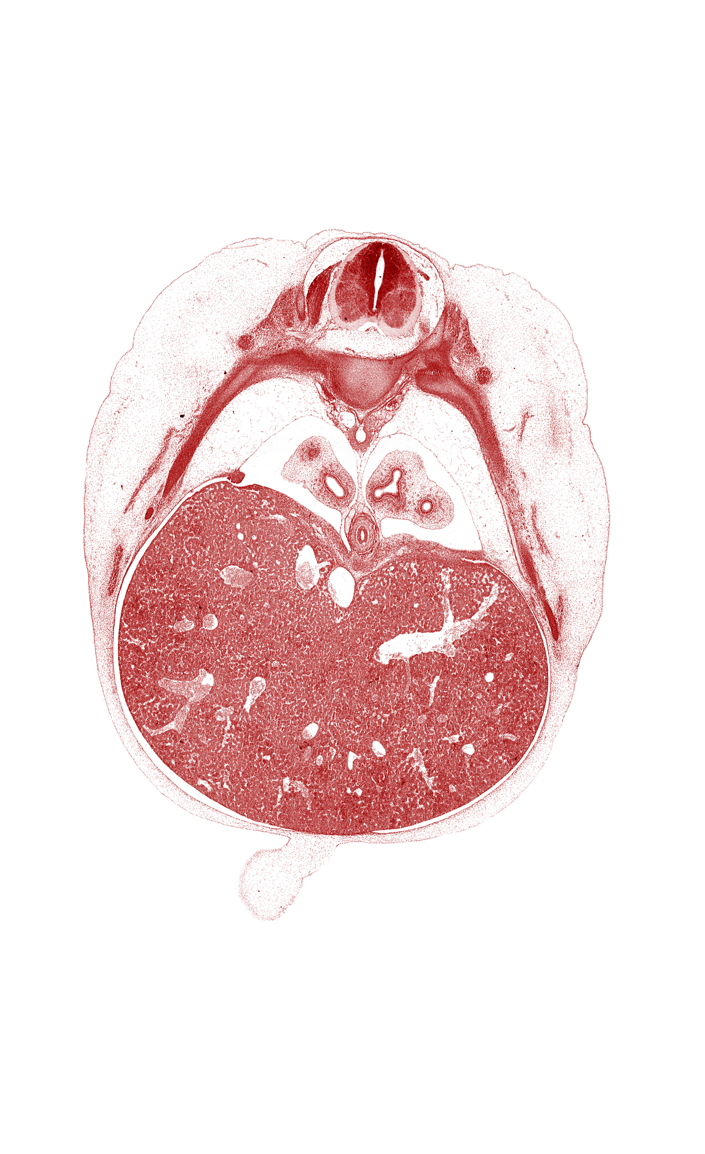 T-7 / T-8 interganglion region, amnion, aorta, dorsal meso-esophagus, ductus venosus, esophagus muscularis, inferior vena cava, pleuroperitoneal opening, rib 8, rib 9, surface ectoderm, umbilical cord